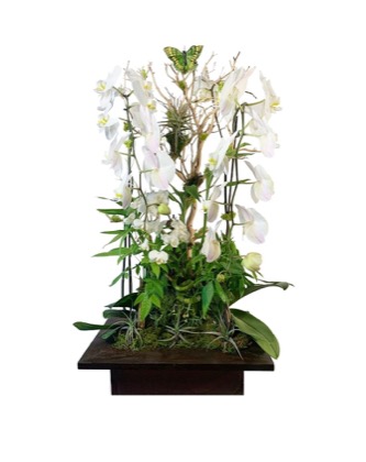 Arrangement no. 1 — White phalaenopsis orchids with slender greenery on a dark wooden base