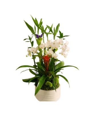 Arrangement no. 3 — Compact white orchid and bromeliad planting in a cream ceramic bowl