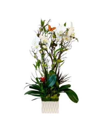 Arrangement no. 5 — White orchid arrangement with a butterfly accent and red ginger in a textured vase