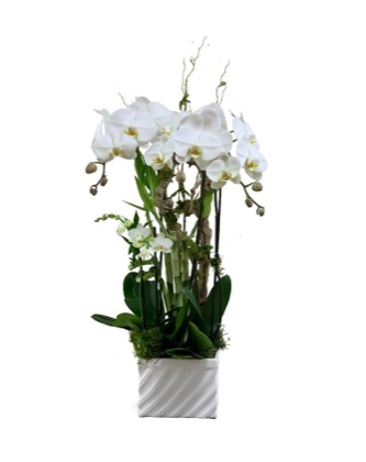 Arrangement no. 7 — Full white phalaenopsis display with trailing buds in a fluted white vase