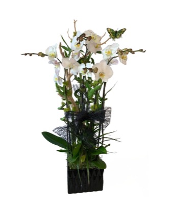 Arrangement no. 8 — Airy white orchid arrangement with butterflies in a tall black container