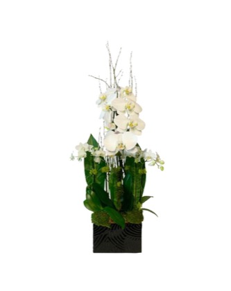 Arrangement no. 11 — Slim white orchid arrangement with moss in a low black planter