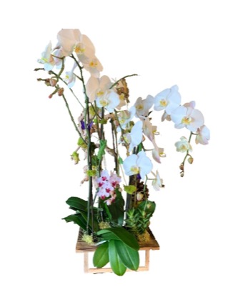 Arrangement no. 12 — Wide arching orchid arrangement in white and lavender on a wooden stand