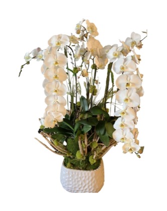 Arrangement no. 13 — Lush double-stem white orchid arrangement in a textured white bowl