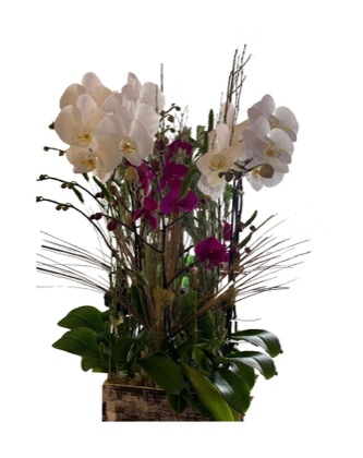 Arrangement no. 16 — Dramatic white and magenta orchid arrangement in a wooden crate