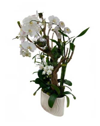 Arrangement no. 17 — Curving white orchid with driftwood branches in a ribbed white vase
